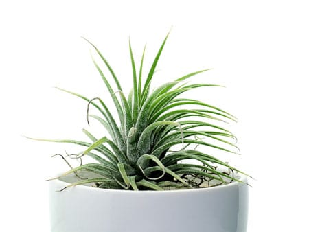 tilandsia air plant in container