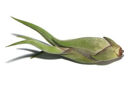 tilandsia bulbous air plant