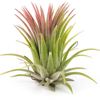 air plant tilandsia